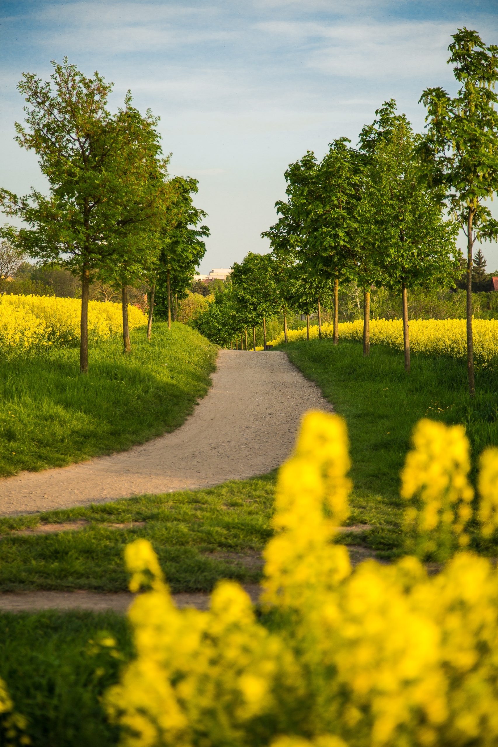Aronia Landscape Design & Construction landscape project 5